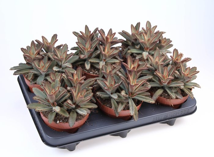 Kalanchoe Tomentosa Aida, D 12