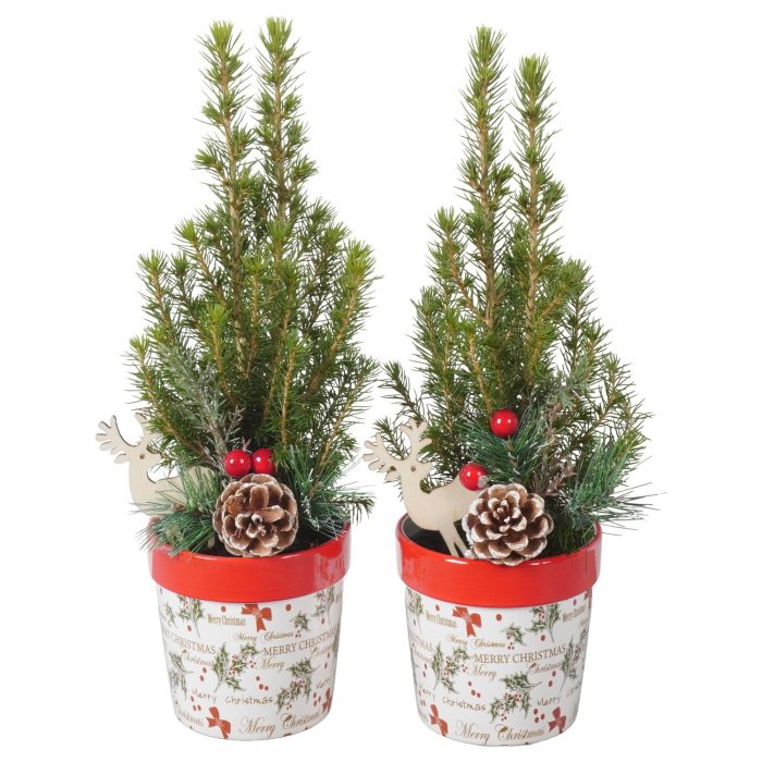 PTK26166 Conica Perfecta in keramiek pot met decoratie, D 10