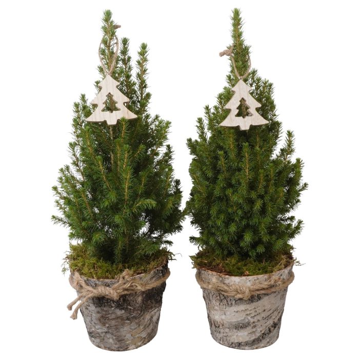PTK26418 Conica Perfecta in hout pot met decoratie, D 17