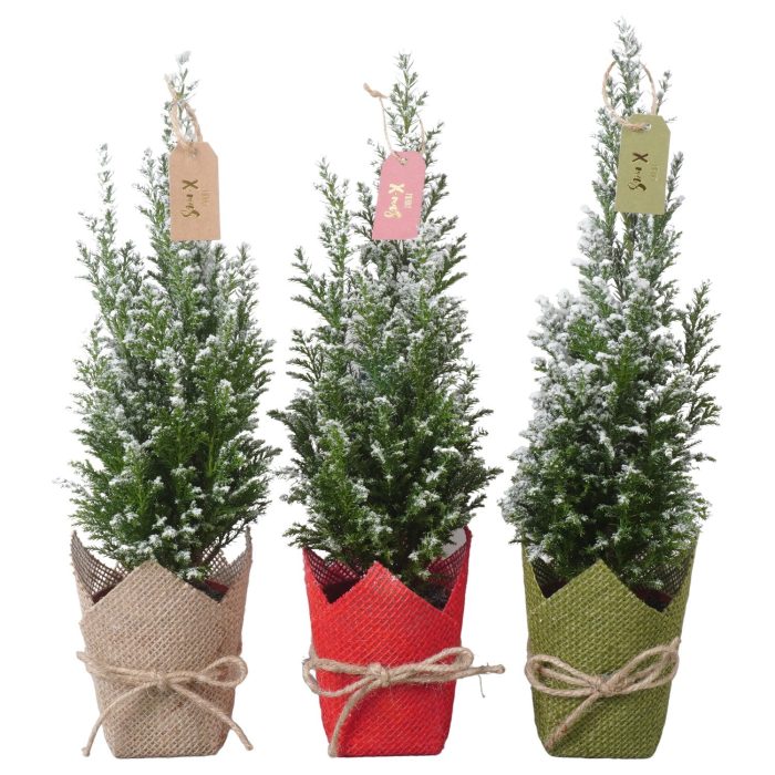 PTK26724 Ellwoodii met sneeuw in jute mix met decoratie, D 9