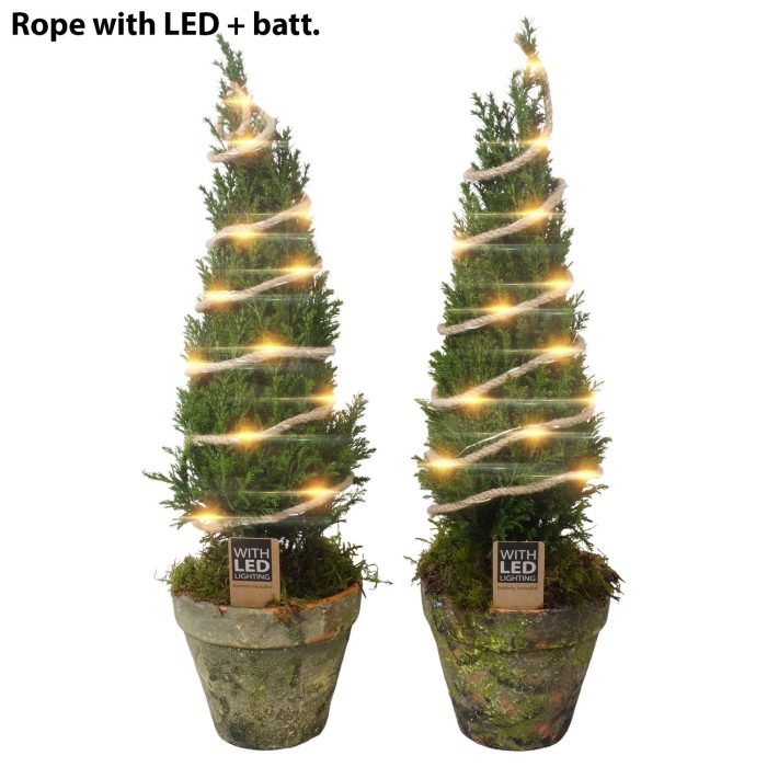 PTK26915 Ellwoodii in terrracotta pot met LED, D 15