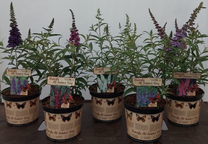 786 CK : Pot 19 cm BUDDLEJA DAVIDII mix kleuren per kar, D 19