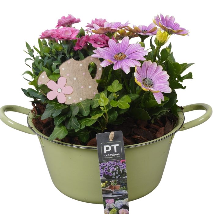 PTPP6845 Arrangement Patio in metalen schaal, D 19