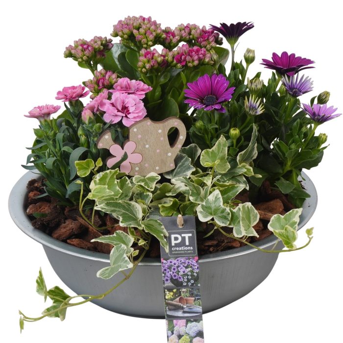 PTPP6856 Arrangement Patio in metalen schaal, D 29