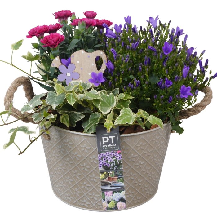 PTPP6896 Arrangement Patio in metalen schaal, D 21