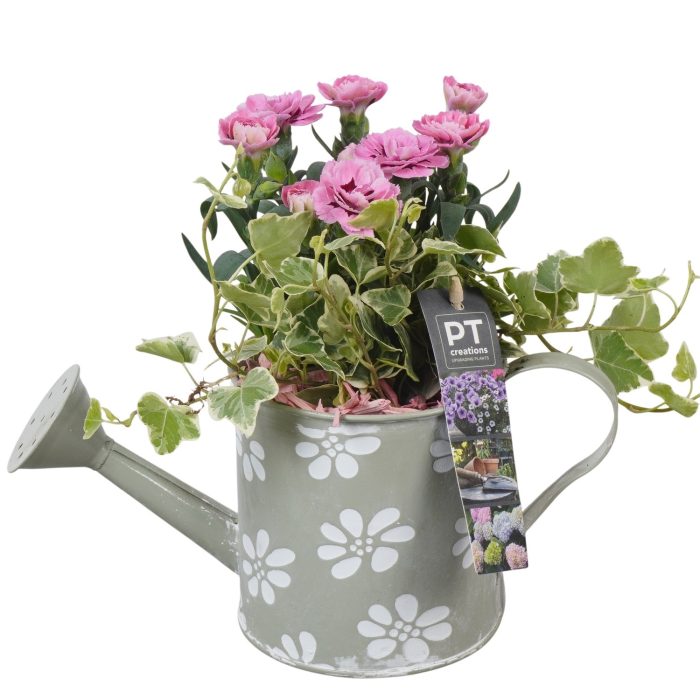 PTPP6897 Arrangement Patio in metalen gieter, D 11