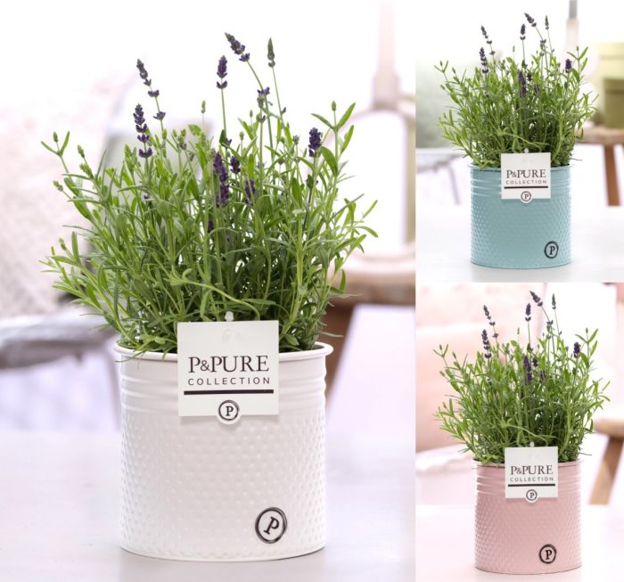 Lavandula Hidcote in P&PURE Louise pot assorti 3, D 12