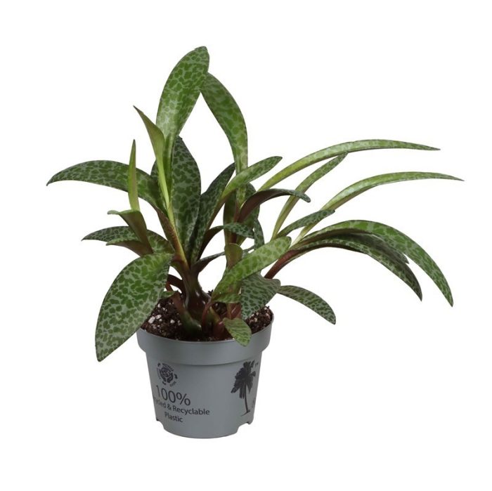 LEDEBOURIA SOCIALIS, D 12