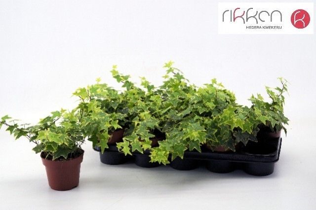 Hedera Goldchild 12 cm, D 12