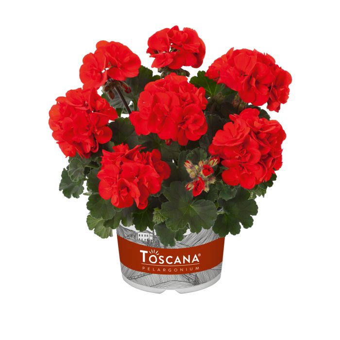 Pelargonium Zonale Castello Ronja Red 10,5 zwart, D 10,5