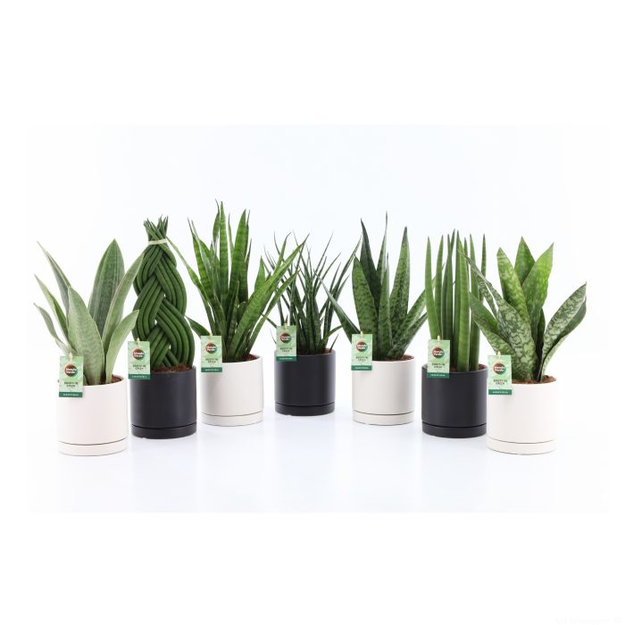 Sansevieria Specialties Mix in Hainan keramiek, D 13