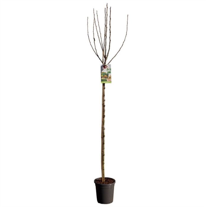 Pyrus comm. Gieser Wildeman hoog VERS GEPOT, Stoofpeer, D 31