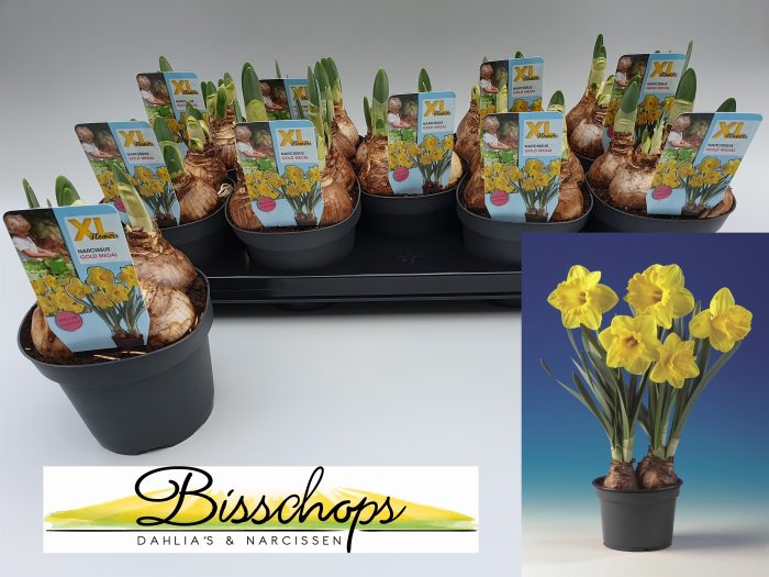 Narcissus Gold medal, D 13