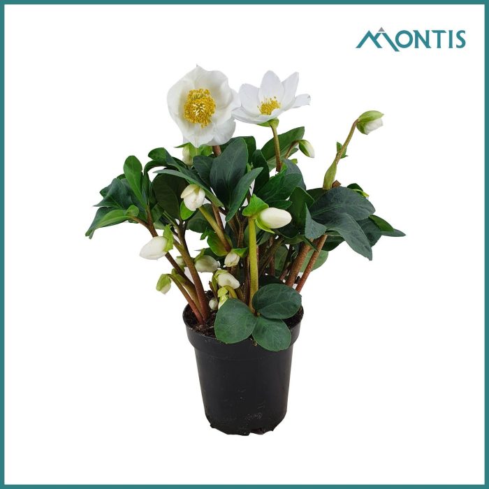 Helleborus Christmas Carol 9 cm XXL, D 9
