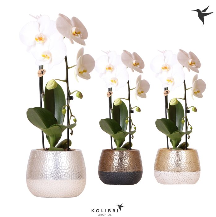 Kolibri Orchids Phalaenopsis Cascade Niagara Fall white 1 spike in Elite pot mix, D 12
