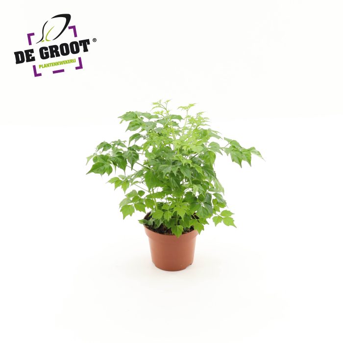 Radermachera sinica, D 12