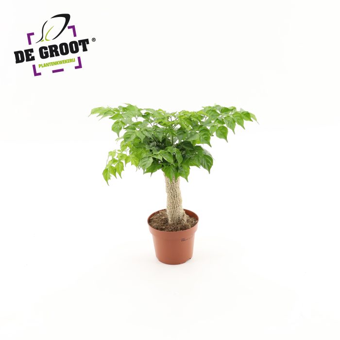 Radermachera sinica jute stam, D 12