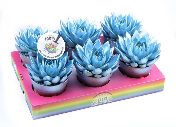 Rainbow metallic blue, D 12