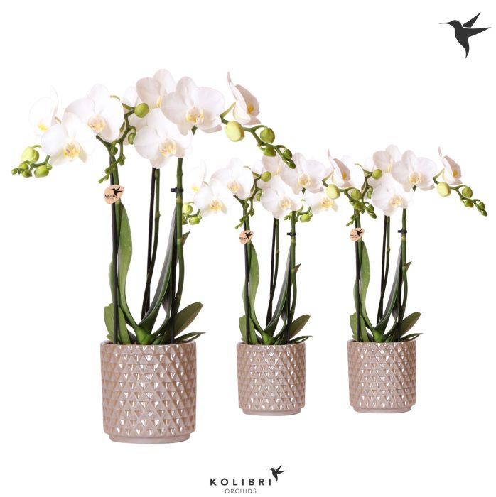 Kolibri Orchids Phalaenopsis white 3 spike in Diamond Pearl sand, D 9