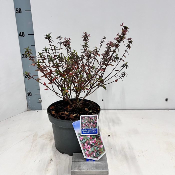 Abelia ‘Edward Goucher’, D 19