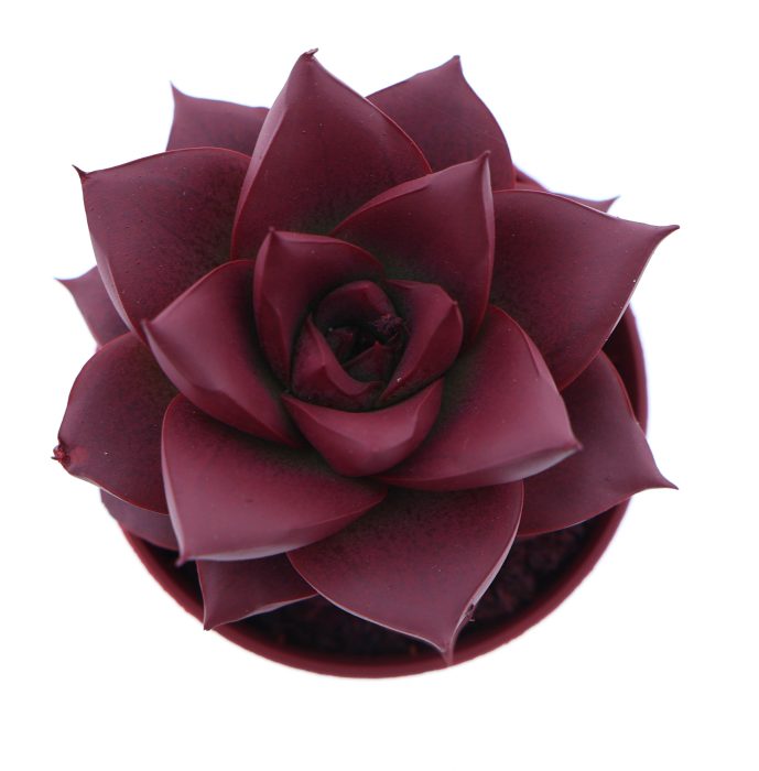 Rainbow purper bordeaux red, D 5,5