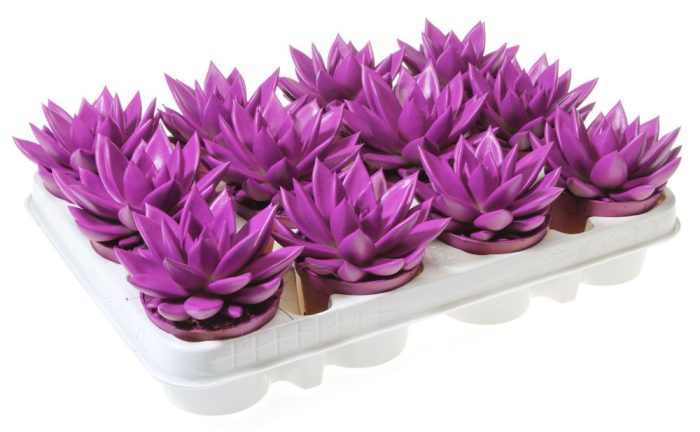 Rainbow purple 512, D 8,5