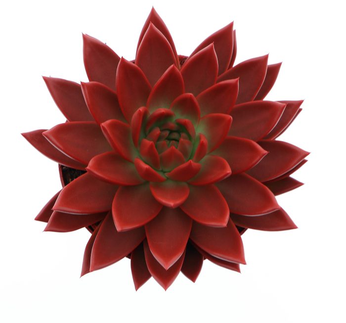 Rainbow red, D 17