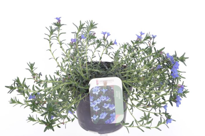 Lithodora diffusa Compact Blue, D 13