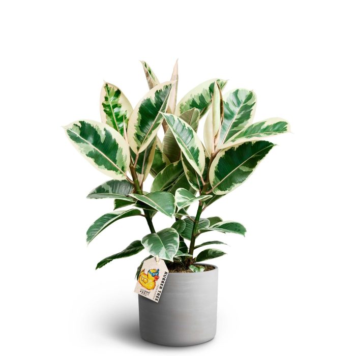 Raw Grey, Ficus elastica ´Tineke´, D 19