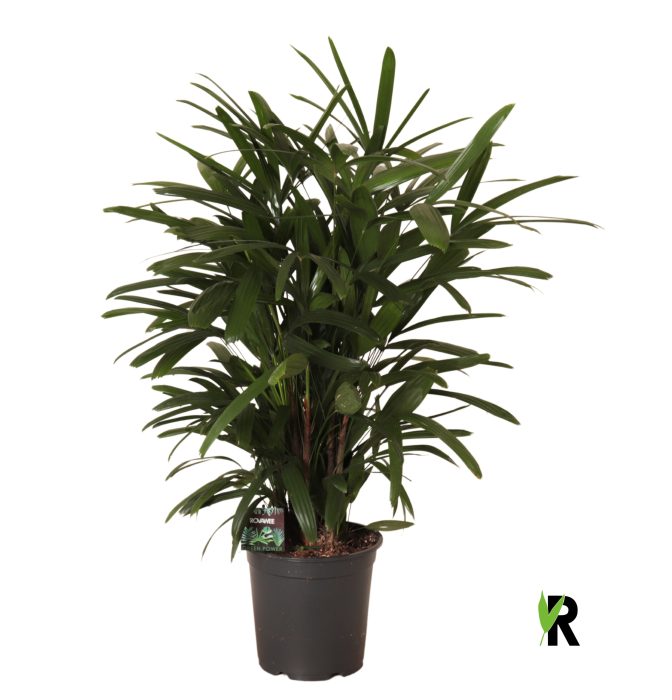 Rhapis excelsa, D 24