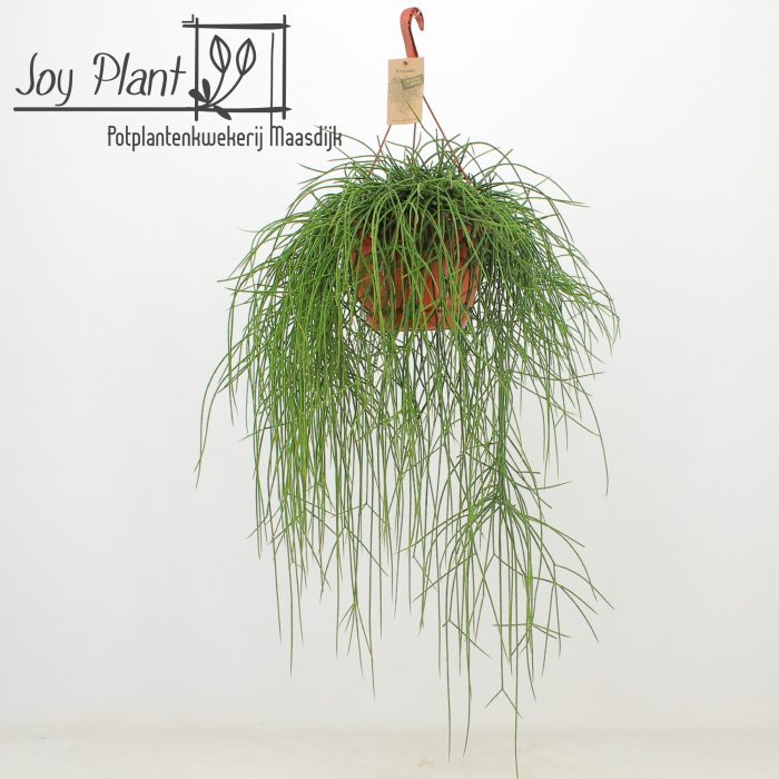 Rhipsalis Floccosa ‘Florine’, D 21