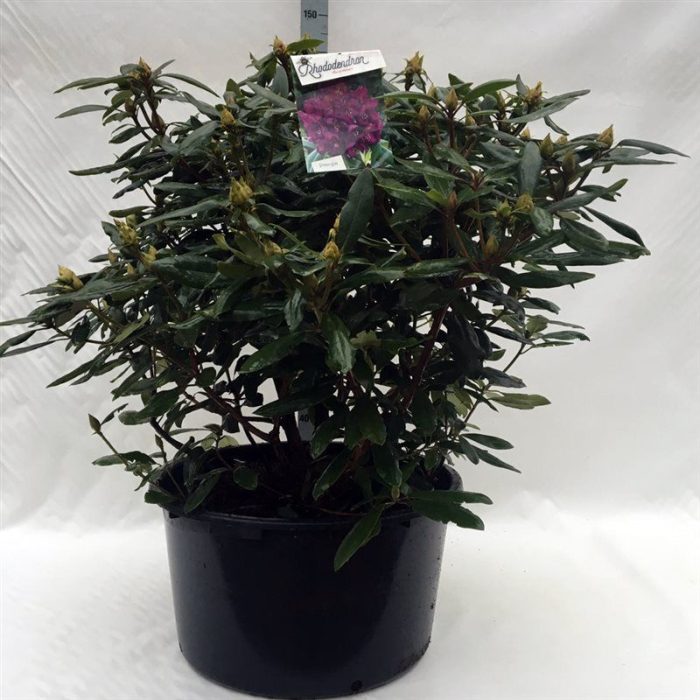 Rhodo. 'Marcel Menard' dark purple, D 62