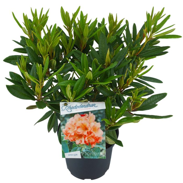 Rhodo. 'Tortois. Orange' orange/salmon, D 23