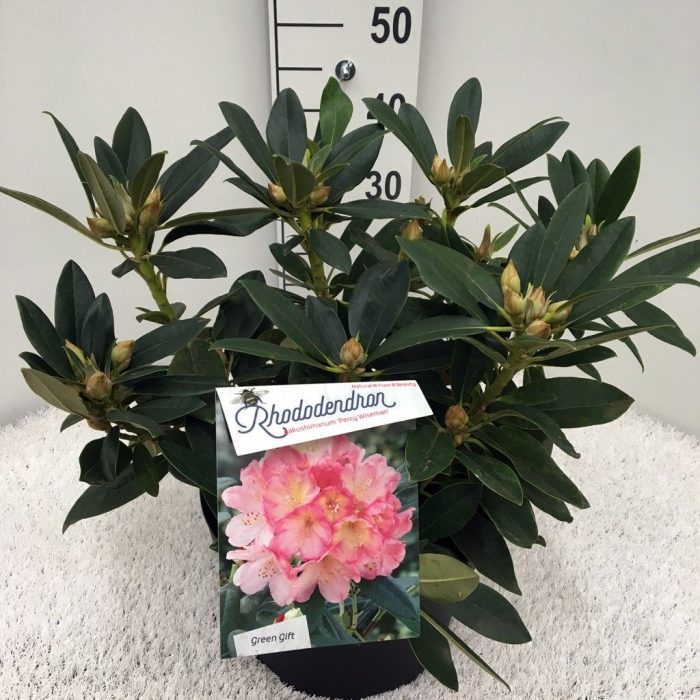 Rhodo. (Y) 'Percy Wiseman' salmon/pink, D 29