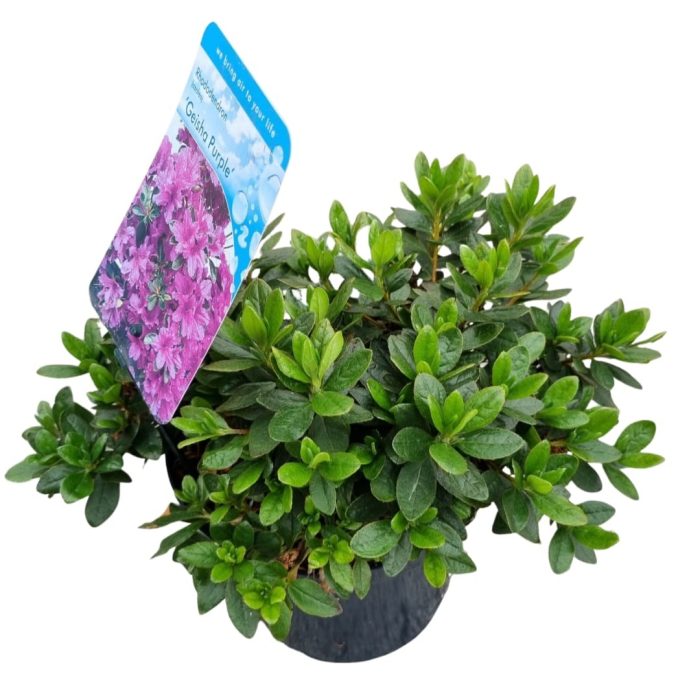 Rhododendron (AJ) 'Geisha Purple', D 18