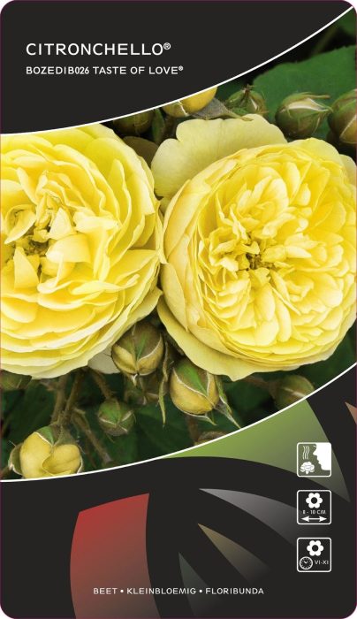 Rosa (F) Citronchello™Taste of Love®, D 17