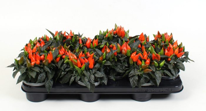 Capsicum annuum Orange, D 10,5