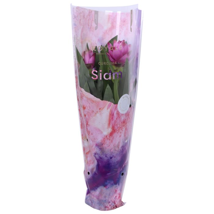 Royale - Curcuma Siam Sanna 14cm 6+ bloem, D 14