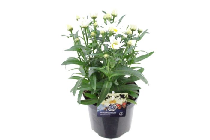 Leucanthemum Snow Lady, D 15