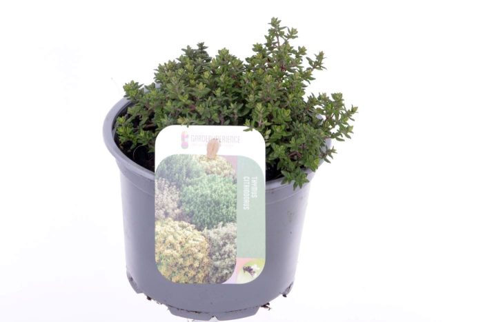 Thymus vulgaris Precompa, D 13