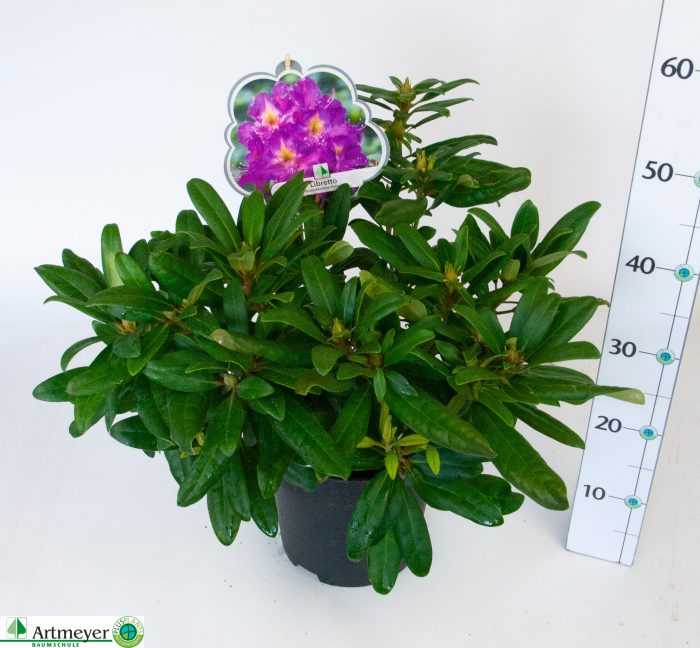 Rhododendron hybr. Libretto C5, D 22