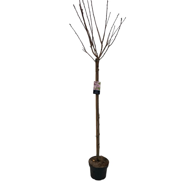 Prunus serr. 'Kanzan'Stam 120cm, D 27