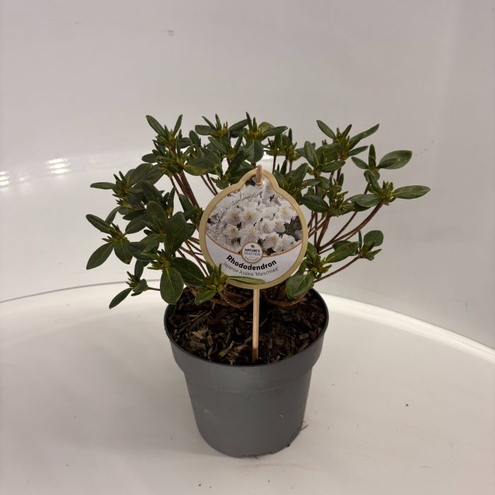 Rhododendron Maischnee, D 17