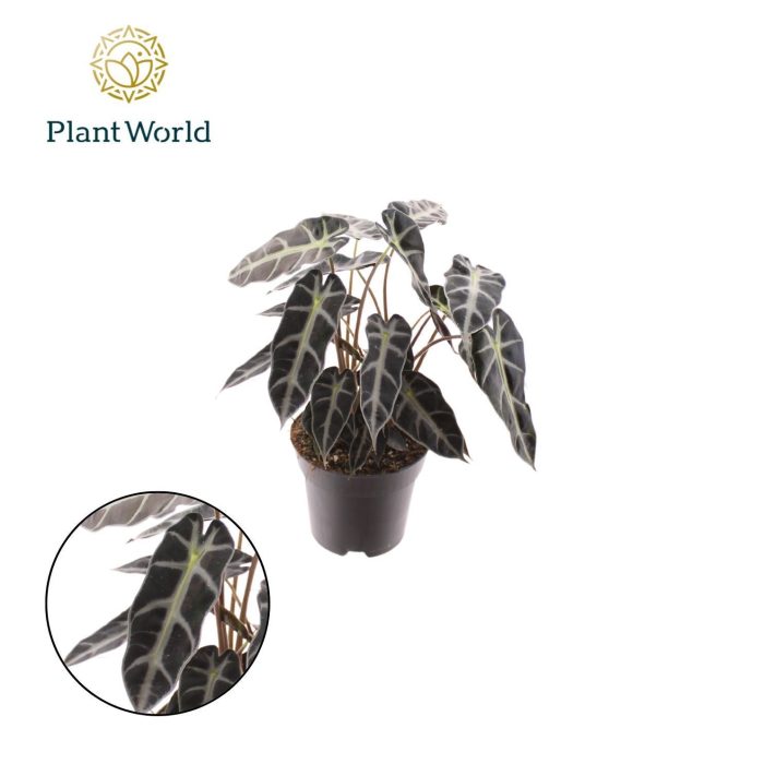 Alocasia Bambino Arrow 2 p.p., D 14