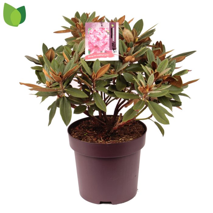 Rhododendron yakushimanum 'Volblutt' C13/P31, D 31