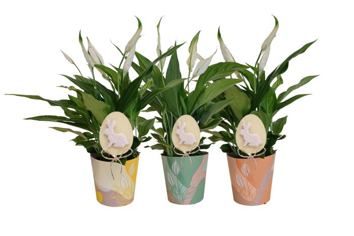KP-850.4 - Spathiphyllum 9cm in waterdichte smartcup Pasen, D 9