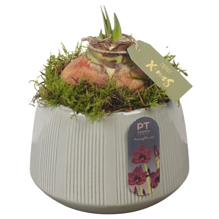 PTACH2511 Arrangement Amaryllis Christmas in keramiek pot, D 14