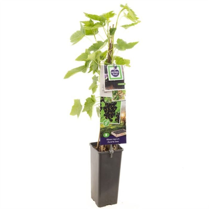 Ribes nigrum Titania (zwarte bes) Zwarte bes, D 11