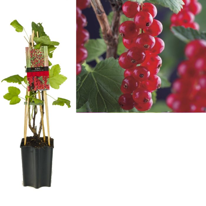 Ribes rubrum 'Jonkheer van Tets' +light label, D 15