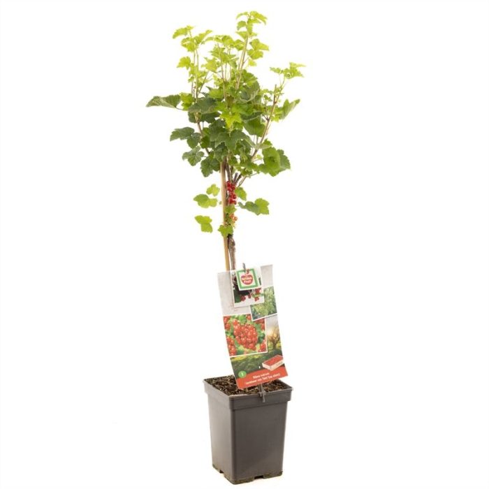 Ribes rubrum Jonkheer van Tets stam Rode bes, vroeg rijpend, D 18